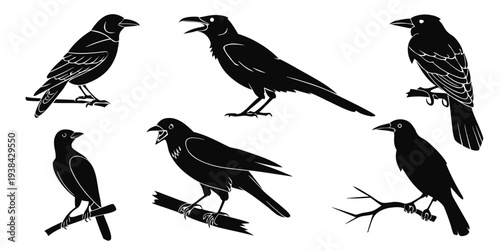 A collection of various birds in black and white silhouettes Vector