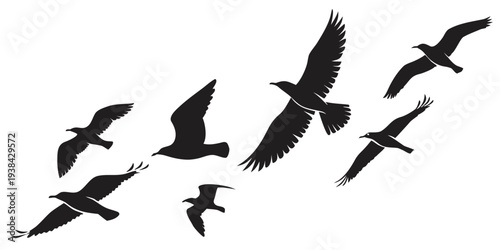 A flock of birds in flight against a white background Vector