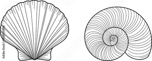Beautiful Scallop Shell And Spiral Nautilus Shell Line Art Vector Illustrations Isolated On White Background