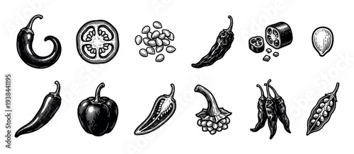 Collection of hand-drawn chili pepper illustrations in a vintage engraving style, showing whole pods, slices, seeds, and various types of hot and sweet peppers for culinary design
