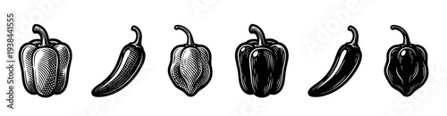 Collection of black and white peppers including bell, chili, and habanero varieties in a vintage woodcut illustration style, showcasing detailed engraving and hatching techniques