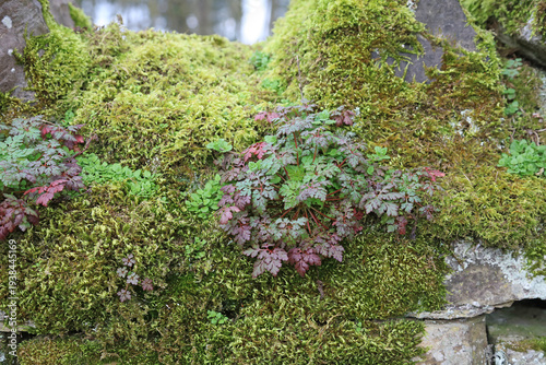 Foto Macro image of a Herb Robert plant growing among mosses on a dry stone wall, Der