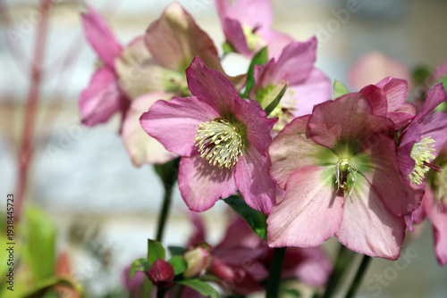 Macro image of sunlit Lenten Rose flowers, Derbyshire England
