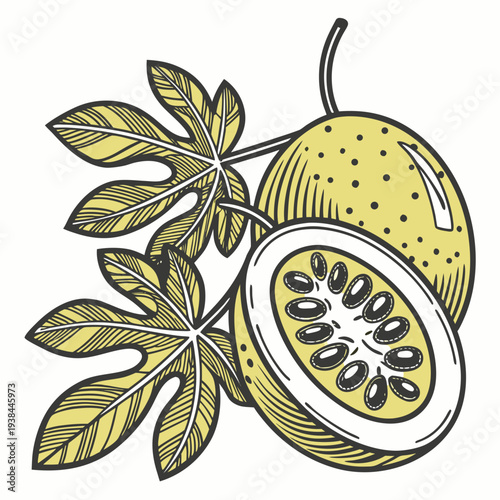 A beautifully illustrated green and yellow mango hanging from a tree branch. Vector