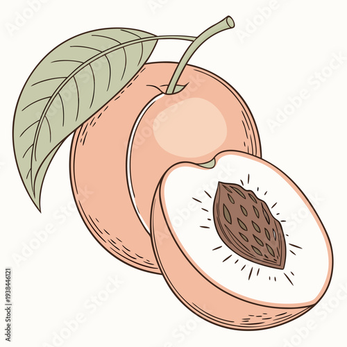 A close-up view of a ripe peach with a leaf still attached to the stem. Vector