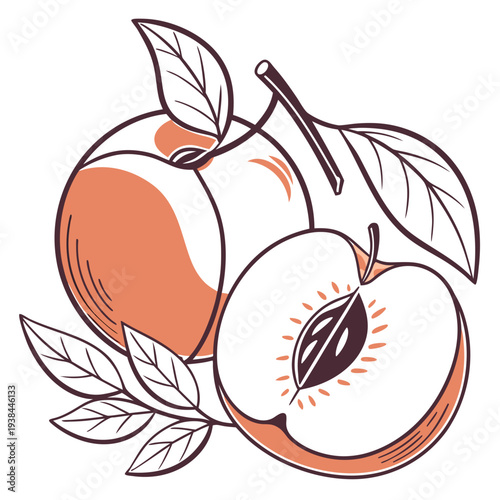 A vibrant illustration of peaches with leaves showcasing their juicy and fresh appearance. Vector