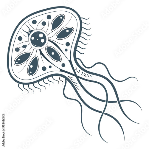 A detailed illustration of a jellyfish with visible internal structures and tentacles Vector