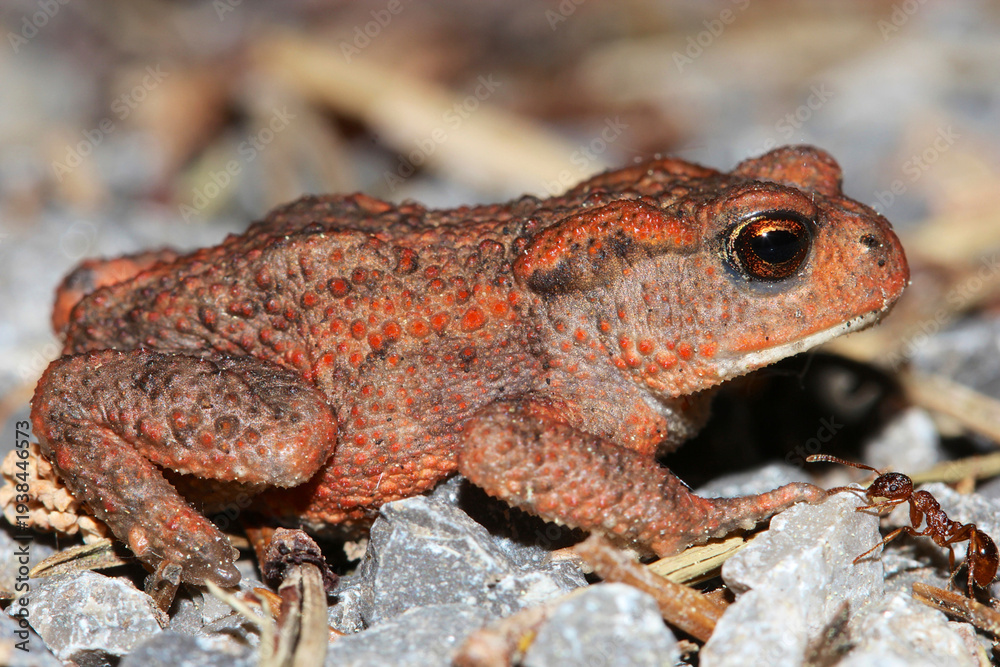 Obraz premium A common frog sitting in the grass in its natural environment. Poland, Masuria.