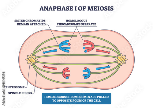 Anaphase I meiosis diagram shows homologous chromosomes moving to opposite poles as sister chromatids remain attached, spindle fibers from centrosomes drive separation, transparent background.