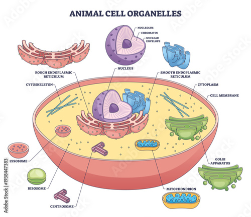 Animal cell organelles diagram showing core parts for study, highlights nucleus, mitochondrion, and Golgi as key structures within the membrane and cytoplasm, transparent background.