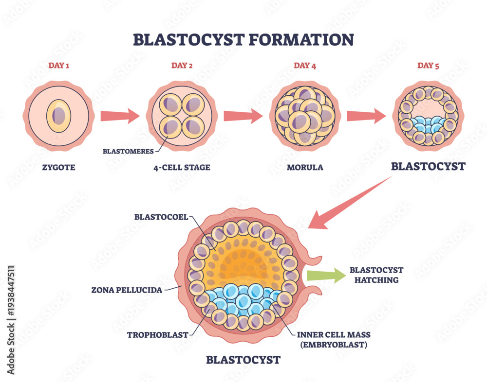 Naklejka premium Blastocyst formation shown as stepwise early embryo development, moving from zygote to morula to blastocyst with labeled inner cell mass and trophoblast, transparent background.