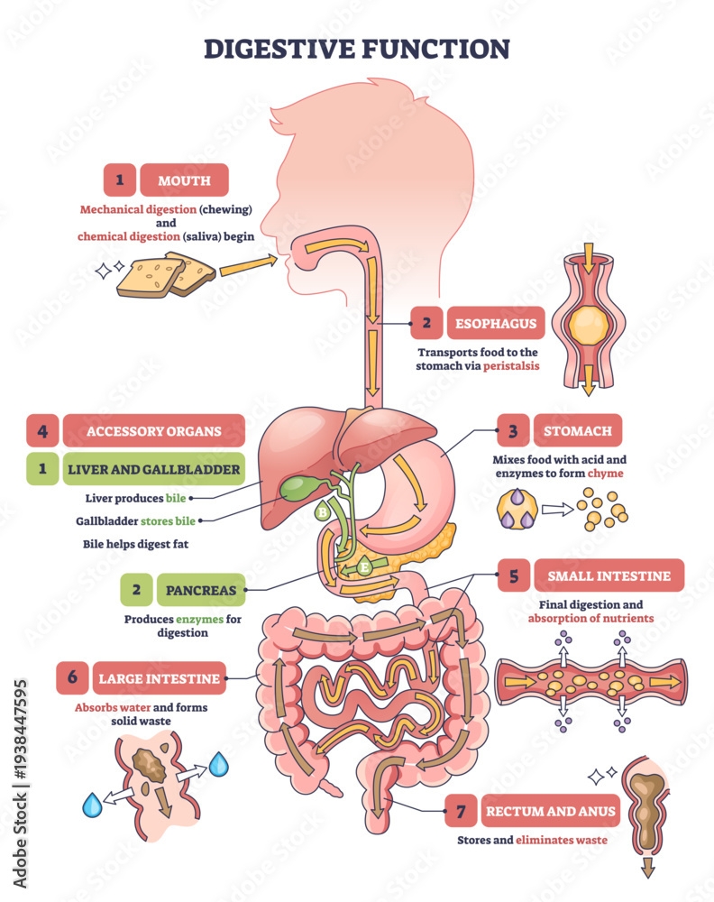 Photography Poster Digestive function diagram shows a simplified