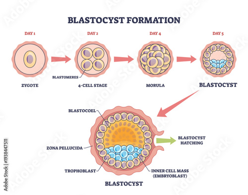 Blastocyst formation shown as stepwise early embryo development, moving from zygote to morula to blastocyst with labeled inner cell mass and trophoblast, transparent background.