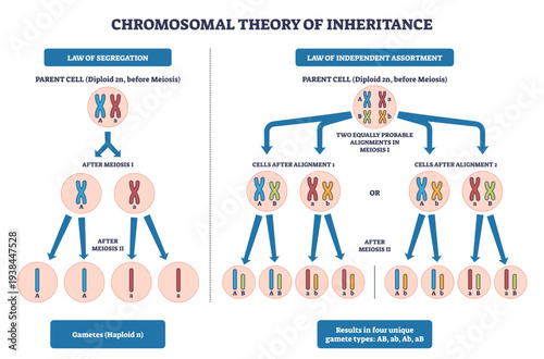 Chromosomal inheritance brief illustrates chromosomes, meiosis steps, and gametes explaining segregation and independent assortment in a clear schematic, transparent background.