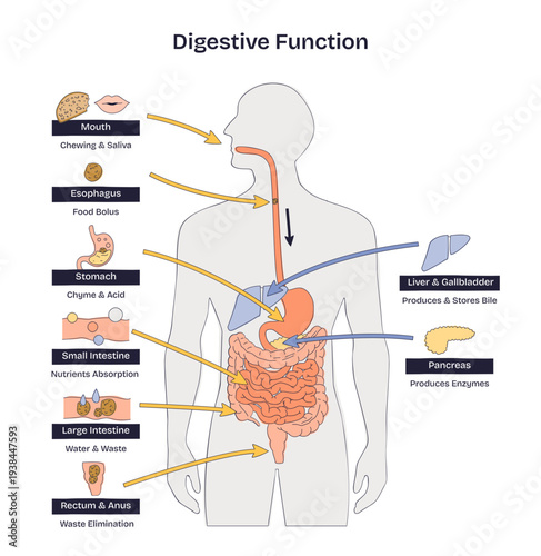 Digestive function overview illustrating how food moves through mouth, stomach, and intestines with bile and enzyme support, clear step-by-step schematic, transparent background. Doodle style diagram