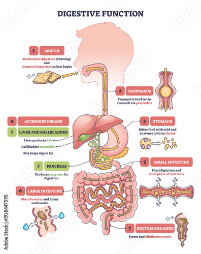 Digestive function diagram shows a simplified pathway of food through mouth to stomach and intestines, key organs highlighted, stomach, liver, small intestine, transparent background.
