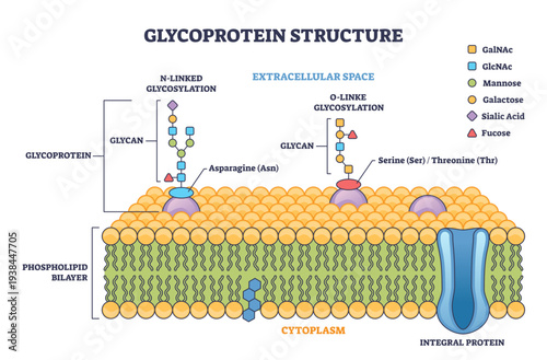 Glycoprotein structure brief diagram shows N- and O-linked glycosylation on the cell membrane, glycan chains, phospholipid bilayer, and membrane proteins stand out, transparent background.