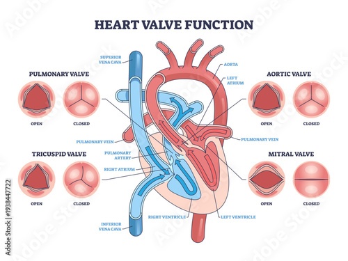 Heart valve function illustrated, heart chambers and blood flow arrows explain aortic, mitral, tricuspid valves open vs closed, transparent background.