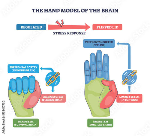 Hand brain model explains stress response, contrasting regulated vs flipped lid, key elements, hand, prefrontal cortex, limbic system for quick learning, transparent background.