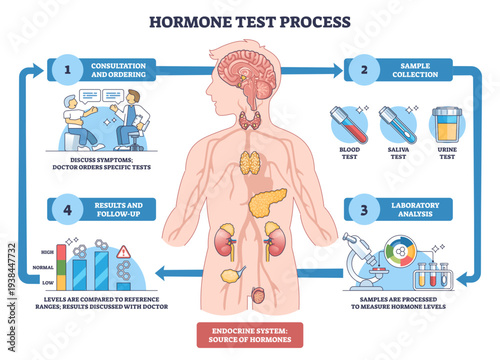 Hormone test process visualized as a step-by-step workflow, human body outline, test tubes, and microscope depict consultation, sample collection, lab analysis, results, transparent background.