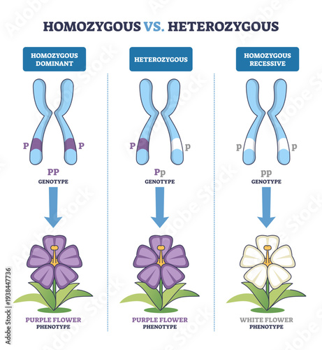Homozygous vs Heterozygous, paired chromosomes with P-p alleles map dominant and recessive genotypes to purple or white flower phenotypes, key objects, chromosomes, alleles, flowers.