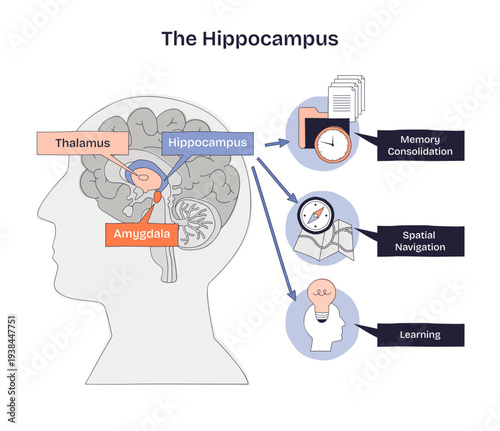 Hippocampus brief diagram shows how the hippocampus links memory, spatial navigation, and learning within the brain, highlights hippocampus, amygdala, thalamus, transparent background.
