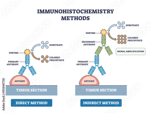 Immunohistochemistry methods brief shows direct vs indirect staining, highlighting antigen, primary and secondary antibodies with enzyme-substrate color readout, clear step flow.