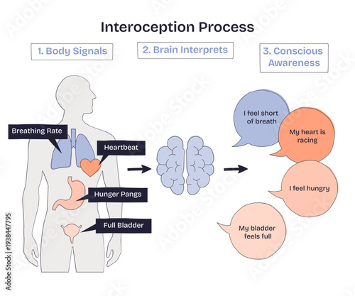 Interoception process shows body signals relayed to brain, creating conscious feelings, lungs, heart, and stomach are key elements, transparent background. Doodle style diagram