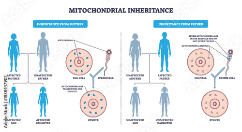 Mitochondrial inheritance illustrated, maternal mtDNA passes via egg cell to zygote, sperm mitochondria excluded, transparent background.Key objects, egg cell, sperm cell, zygote.