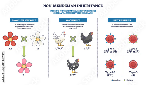 Non-Mendelian inheritance overview illustrating incomplete dominance, codominance, and multiple alleles, flowers, chickens, and blood cells highlight trait expression, transparent background.