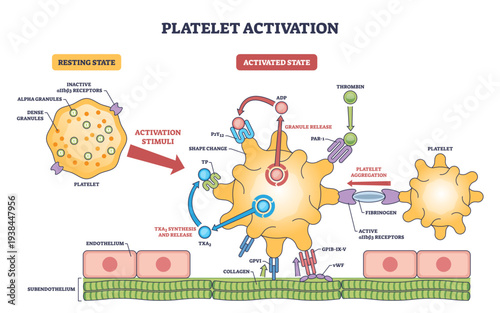 Platelet activation pathway shows transition from resting to activated states with aggregation, key objects, platelet, receptors, fibrinogen, transparent background.