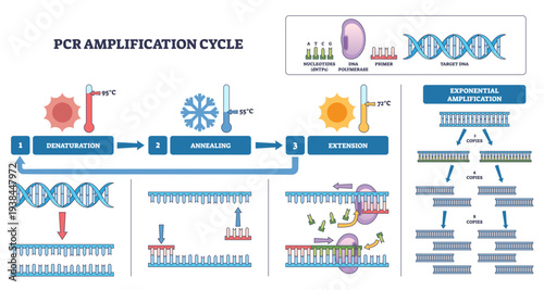 PCR amplification cycle summary of denaturation, annealing, and extension stages, DNA helix, primers, and polymerase show stepwise replication and exponential copies, transparent background.
