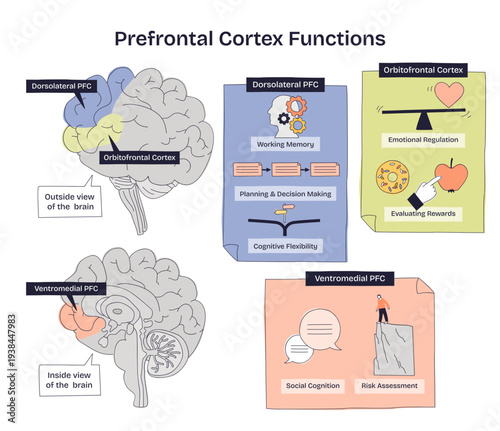Billede på lærred Prefrontal cortex functions shown in a brief doodle, brain map, labeled PFC regions, panels for memory, emotion, and decision-making, conveys control and rewards, transparent background