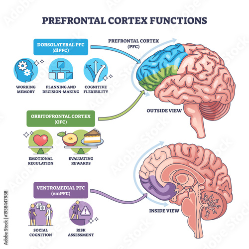 Prefrontal cortex functions brief diagram visualizes brain regions dlPFC, OFC, vmPFC and their roles in memory, decisions, emotion and risk, key objects, brain, labels, icons, transparent background.