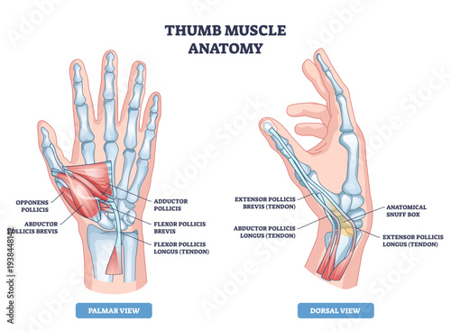 Thumb muscle anatomy diagram shows palmar and dorsal views, highlighting thumb muscles, tendons, and bones for quick study, transparent background.