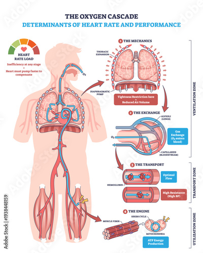 Oxygen cascade and heart rate performance shown through lungs, heart, and muscles, mapping mechanics, gas exchange, transport, and ATP use to explain load and efficiency, transparent background.