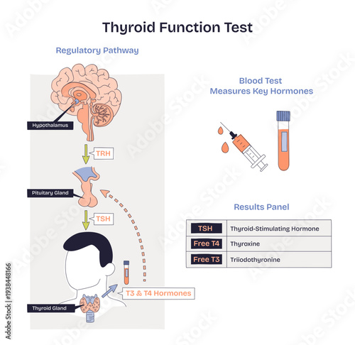 Thyroid function test diagram showing HPT axis and blood test measuring TSH, Free T4, and Free T3, key objects, thyroid gland, syringe, results panel, transparent background. Doodle style diagram