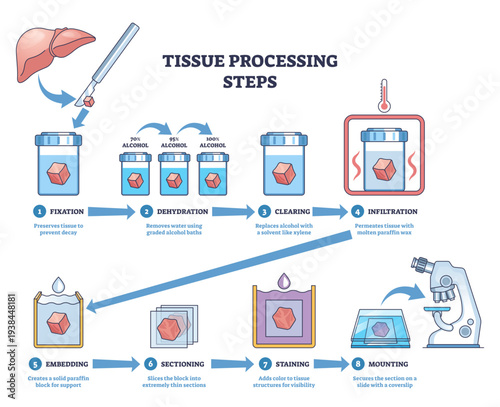 Tissue processing steps diagram illustrates the histology workflow from fixation to mounting, key objects, tissue sample, reagent jars, microscope, transparent background.
