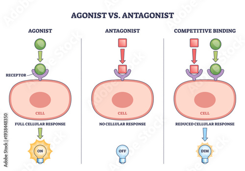 Agonist vs antagonist brief shows ligands binding receptors on a cell to turn responses on, off, or dim, key objects, receptor, ligand, cell, transparent background.