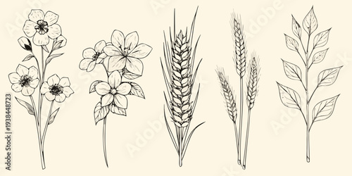 Botanical illustration featuring wildflowers grasses and delicate foliage