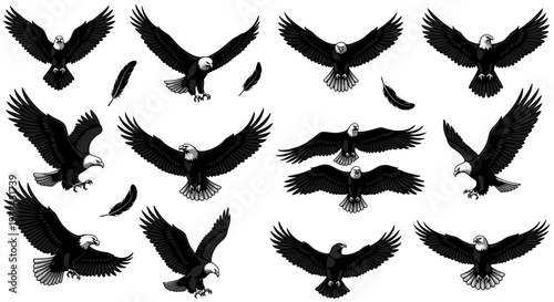Bald Eagle Collection: Majestic Birds of Prey in Flight and Perched Poses