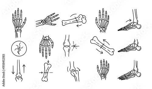 A detailed vector graphic illustration of human hand and bone anatomy