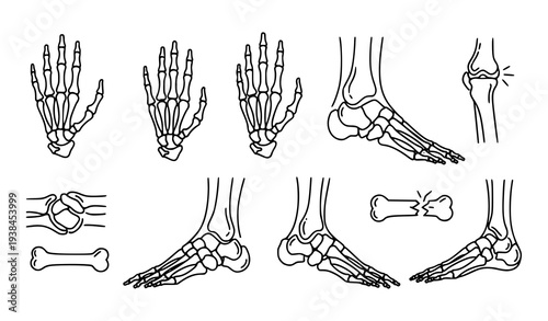 A set of detailed vector illustrations of human skeleton bones and joints