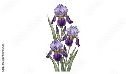 Purple Peony Flowers Vintage Botanical Painting Style Illustration Isolated on White