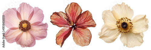 PNG Three vibrant floral illustrations on transparent background