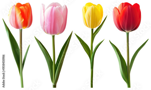 PNG Vibrant tulips in full bloom on transparent background