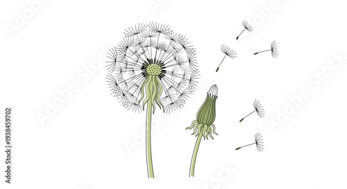 Detailed illustration of a dandelion flower head with seeds blowing away in the wind against a white background.