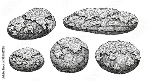 Illustration of diverse fossilized eggs, ancient reptiles, prehistoric life, detailed ink drawing