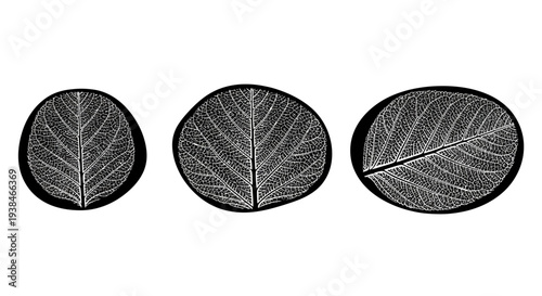 Three Abstract Organic Shapes with Leaf Vein Patterns