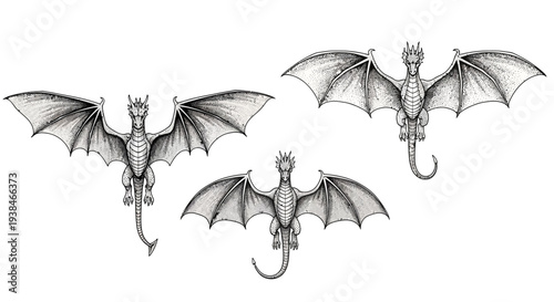 Three Detailed Dragon Illustrations with Wings Spread, Fantasy Creatures, Mythical Beasts